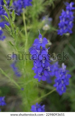 Floral. Closeup view of Consolida ajacis, also known as rocket larkspur, purple flowers blooming in the garden.  Royalty-Free Stock Photo #2298093651