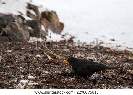 Blackbird (turdus merula) sitting on the ground looking for food and in the background snow, picture from vasternorrland sweden. 