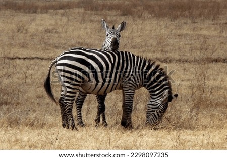 Humorous shot of Young zebra resting head on mum in dry, parched savannah, Tanzania, with copy space High quality photo