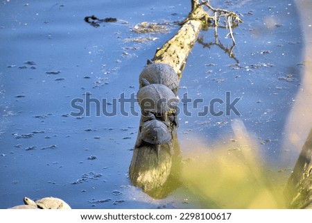 three turtles in a row on a branch in a lake