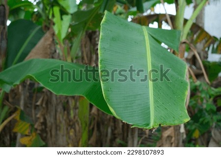 Fresh green banana leaf photo