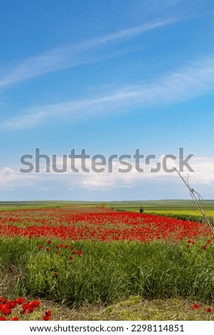 Beautiful green field and blue sky - poppy