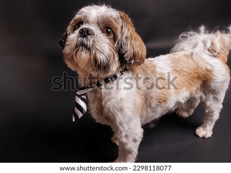 Shih Tzu Dog breed photography shouting in studio
