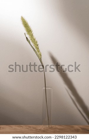 Single wheat stalk in glass vase grey background with window light, Interior elegant home decor. Minimal floral arrangement. Copy space, front view.