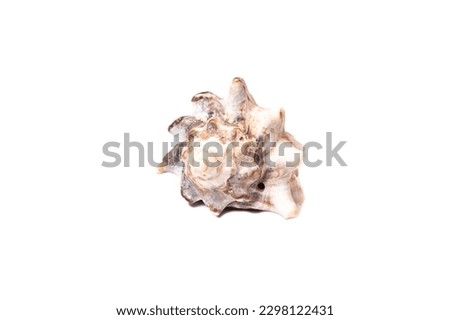 Gray Seashell isolated on white background close up