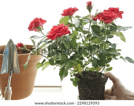 A woman is planting a rose plant in a pot Royalty-Free Stock Photo #2298129593