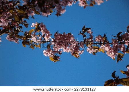 A branch of sakura flowers with selective focus against a blue sky background. Flower banner with copy space for text