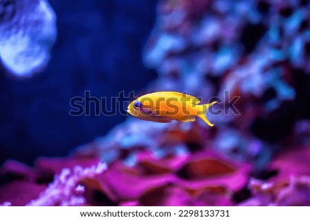 Bright Sea goldie small fish swimming in aquarium. Anthias squamipinnis vibrant orange fish swims in sea. Pseudanthias squamipinnis ( scalefin fairy basslet, lyre-tail coralfish, onestripe goldie )