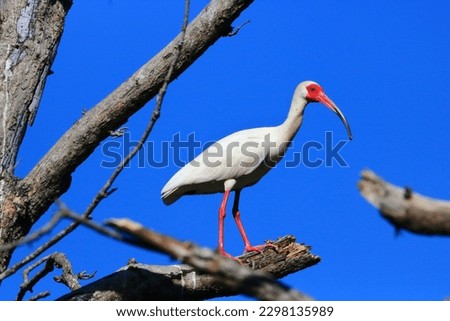 An American White Ibis perches on the bare limb of a tree in a Texas Wetland Preserve