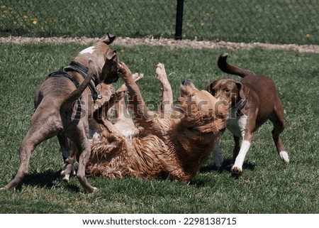 Three dogs wrestling and playing together in an outside dog park.