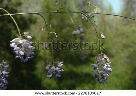 Wisteria with a green bokeh background. Wild purple flower with a shallow depth of field.