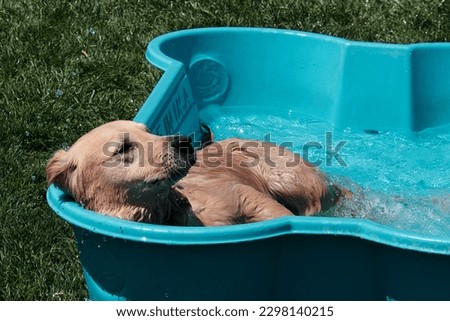 An adorable long haired dog relaxing in a blue baby pool on a warm day. Royalty-Free Stock Photo #2298140215