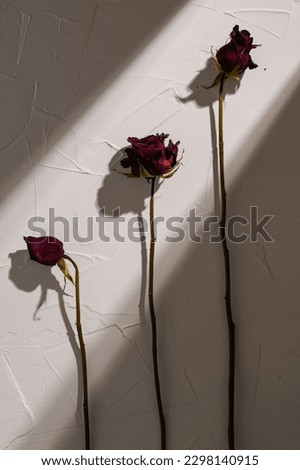 Window light on textured white wall with dried rose flowers. Minimal and abstract design with copy space. Vertical floral photography. 
