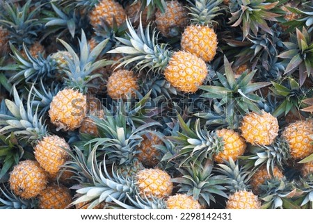Close-up on a stack of pineapples (Ananas Victoria) for sale on a market stall in Reunion Island. Royalty-Free Stock Photo #2298142431