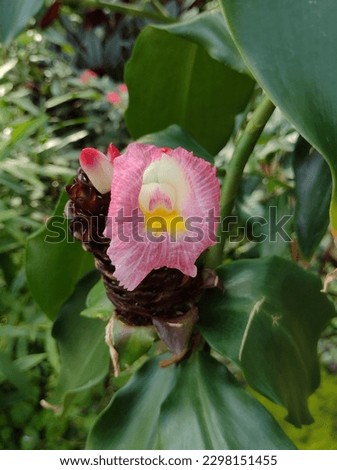 Pink tropical flowers Costus louisii . The native range of this species is Gabon. It is a rhizomatous geophyte and grows primarily in the wet tropical biome. Rare plant, critically endangered 