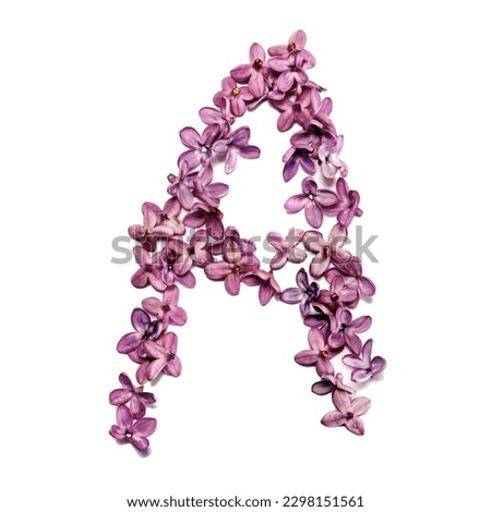 The letter A made of lilac flowers.  Square photo with white background.