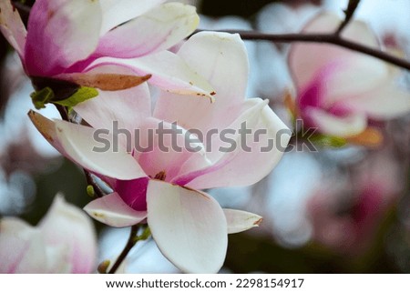 Spring magnolia bloom in Prague