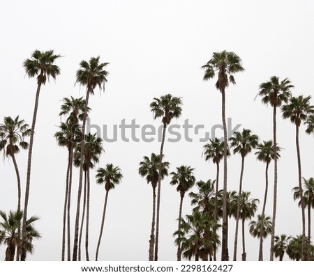 California fan palm trees in the morning fog