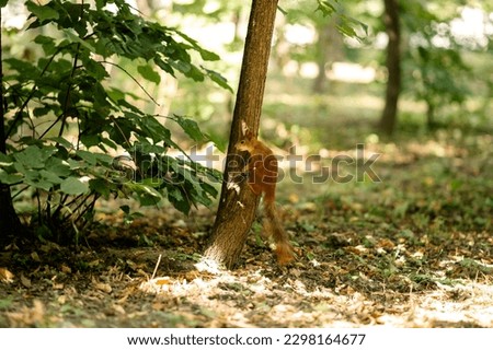 Wild squirrel on a tree in a green forest.
