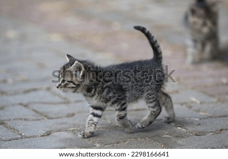 Little cats playing in a country yard