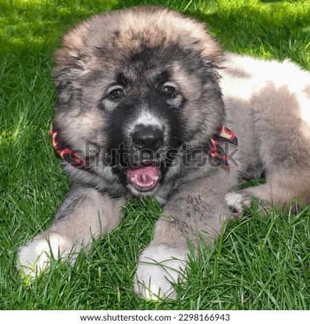 caucasian shepherd puppy shaggy in a bandana plays on a green lawn