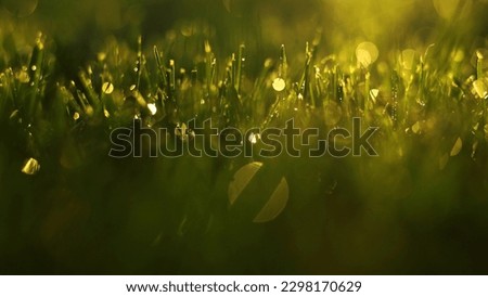 Close up spraying water on green lawn grass with garden watering can, sprayer hose or automatic sprinkler irrigation system in sunlight. Home gardening care concept at summertime. Garden equipment