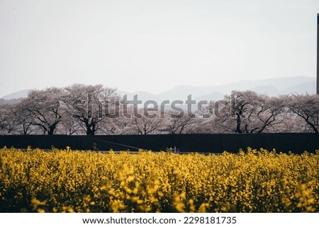 A field of blooming canola flowers and cherry blossom trees basks in the sun, bringing a tranquil beauty to the rural landscape.
