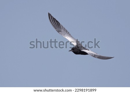 The white-winged tern, or white-winged black tern (Chlidonias leucopterus or Chlidonias leucoptera), is a species of tern in the family Laridae.