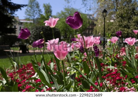 Flower spring tulip bed into Parc floral des Thermes park of  Aix les bains town Auvergne-Rhône-Alpes region France