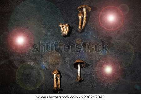 Mushrooms are different on a black textured background with lens flare effect. Forest decor. Flat lay, top view. magic mushrooms 
