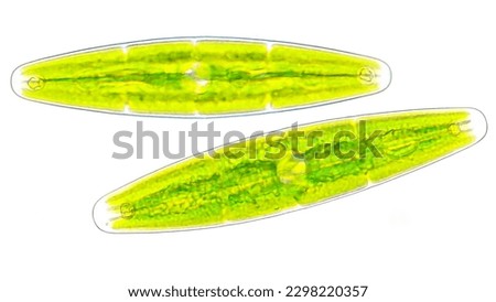 Freshwater microalgae species, Closterium navicula. 800x magnification Royalty-Free Stock Photo #2298220357