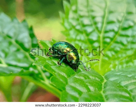 photo macro image of a small animal on a fresh green leaf
