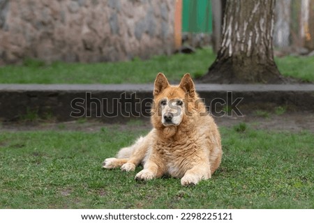 Old dog.An old red dog is lying on the green grass near the fence near his house. Royalty-Free Stock Photo #2298225121