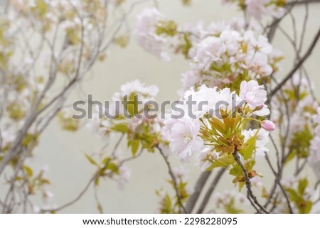 Inflorescence of light sakura flowers on a blurred background