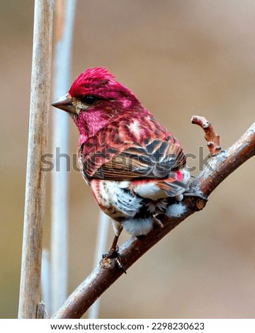 Finch male close-up rearview, perched on a branch displaying red colour plumage with a blur background in its environment and habitat surrounding. Purple Finch Picture.