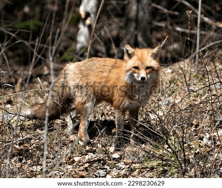 Red fox close-up profile view in the spring season displaying fox tail, fur, in its environment and habitat with a blur brown leaves background. Fox Image. Picture. Portrait. Photo.