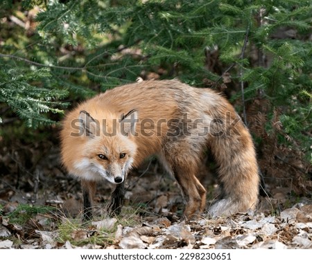 Red fox close-up profile side view with spruce branches and brown leaves background in the spring season displaying fox tail, fur, in its environment and habitat. Fox Image. Picture. Portrait. Photo.