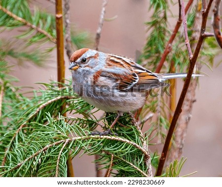 American Tree Sparrow close-up side view perched on coniferous tree with forest background in its environment and habitat surrounding. Sparrow Picture.