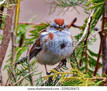 American Tree Sparrow close-up front view perched with coniferous forest background in its environment and habitat surrounding. Sparrow Picture.