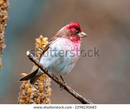 Finch male close-up view, perched on a twig displaying red colour plumage with a blur coloured background in its environment and habitat surrounding. Purple Finch Picture.

