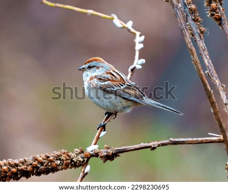 Sparrow close-up side view perched on a tree bud twig with a blur soft rainbow background in its environment and habitat surrounding. American. Tree Sparrow Picture.