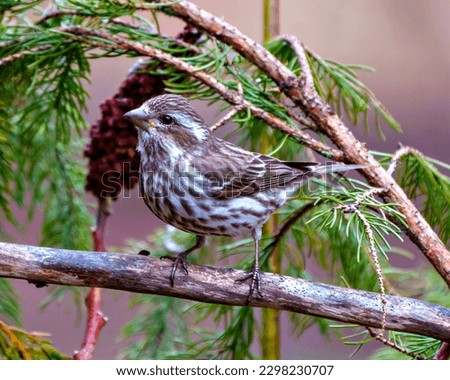 Purple Finch female perched on a branch with forest background in its environment and habitat surrounding. Finch Picture.