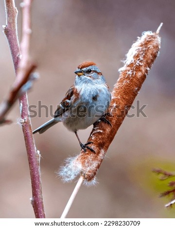 American Tree Sparrow close-up view perched on a cattail with blur brown background in its environment and habitat surrounding. Sparrow Picture.