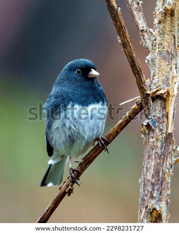 Junco close-up front view perched on a twig with a blur coloured background in its environment and habitat surrounding. Dark-eyed Junco Picture.