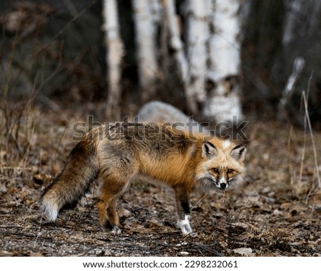 Red unique fox close-up profile side view  in the spring season in its environment and habitat with blur forest background displaying white mark paws, unique face, fur, bushy tail.  