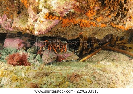 Spiny rock lobster Jasus edwardsii hiding among rocks under wall overhang covered with invertebrates. Royalty-Free Stock Photo #2298233311