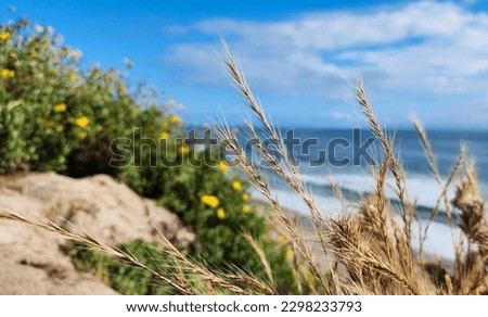 close up of some grass overlooking the beach. 