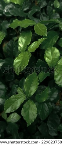 Natural Green leaves pattern background. Close up photo of small and refreshing leaves with pattern . Can be used as wallpaper and background.