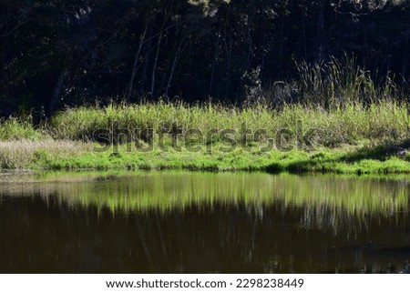 Grass on lake shore reflecting on calm surface on bright sunny day. Royalty-Free Stock Photo #2298238449