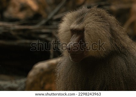 A closeup isolated photo of one alpha male hamadryas baboon or Papio hamadryas. Copy space for text